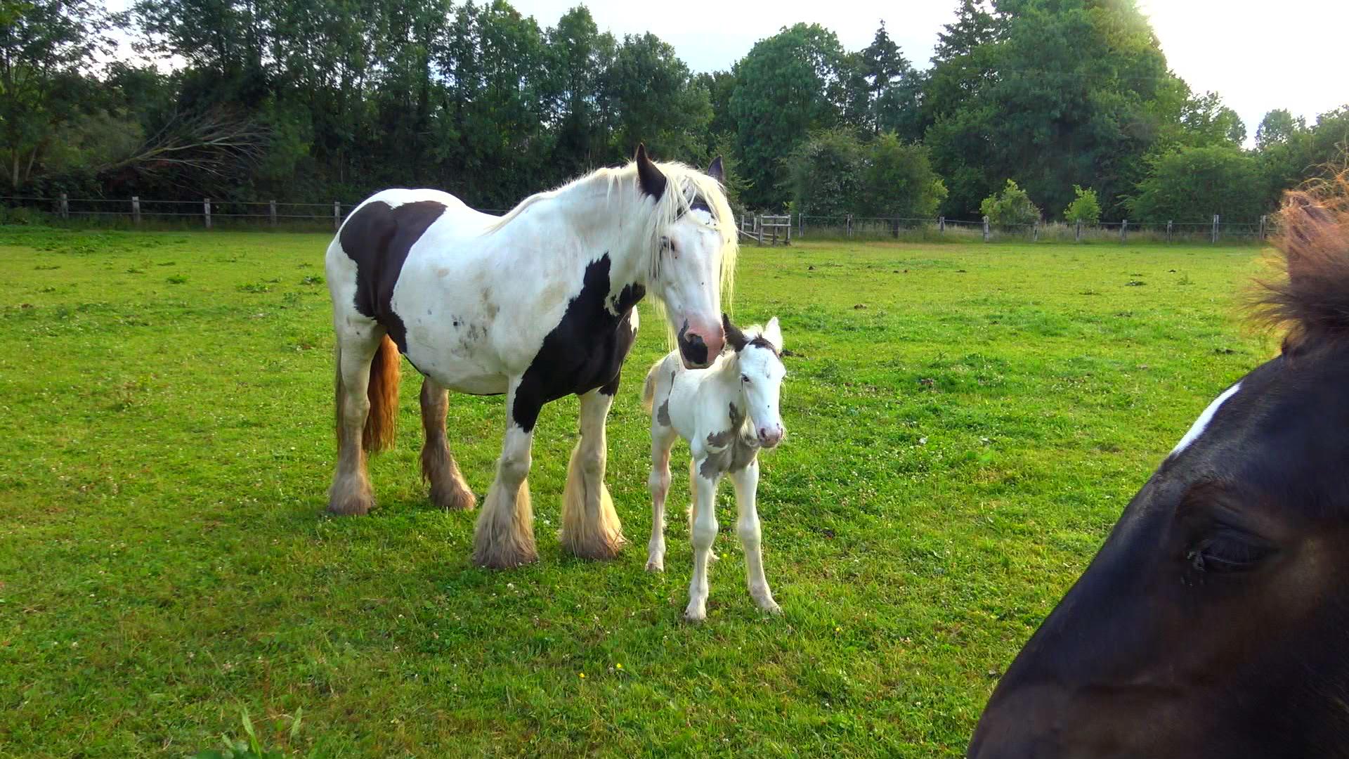 Au Galop : Une Saison à Cheval Saison 2 Au galop ! Une saison à cheval | FranceTvPro.fr